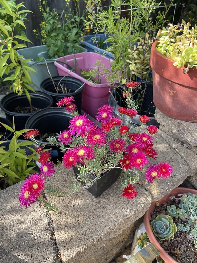 Because Ice Flowers Plants