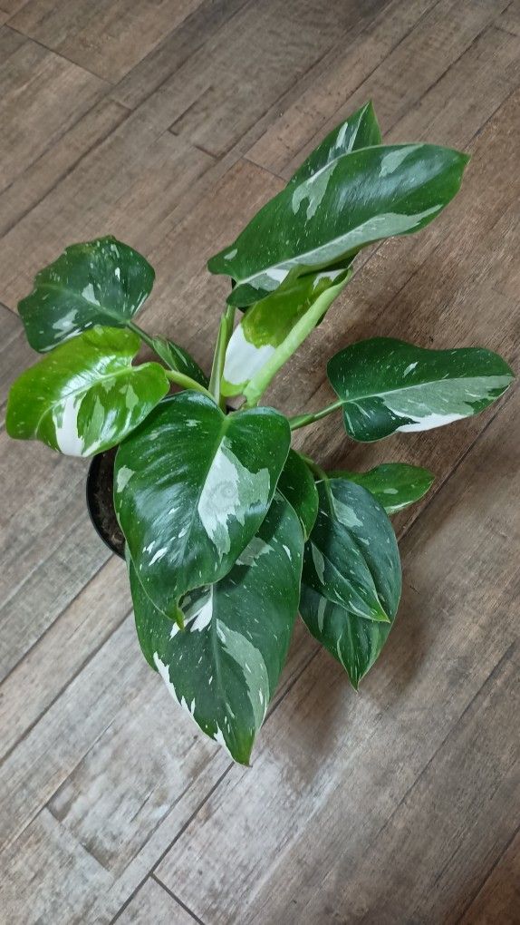 Rare Philodendron White Princess