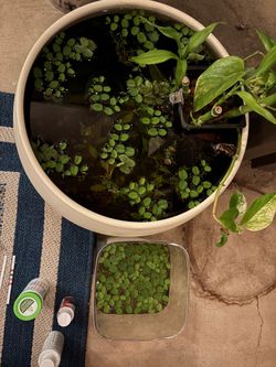 Salvinia Aquarium Plants
