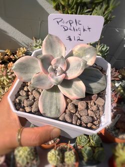 Imported Korean Succulent (Graptopetalum ‘Purple Delight' Variegated Single Head)  - $12