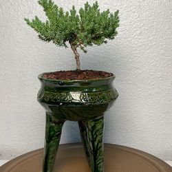 Juniper Bonsai Tree In Rare Jade Green Glazed Tripod Planter($55)