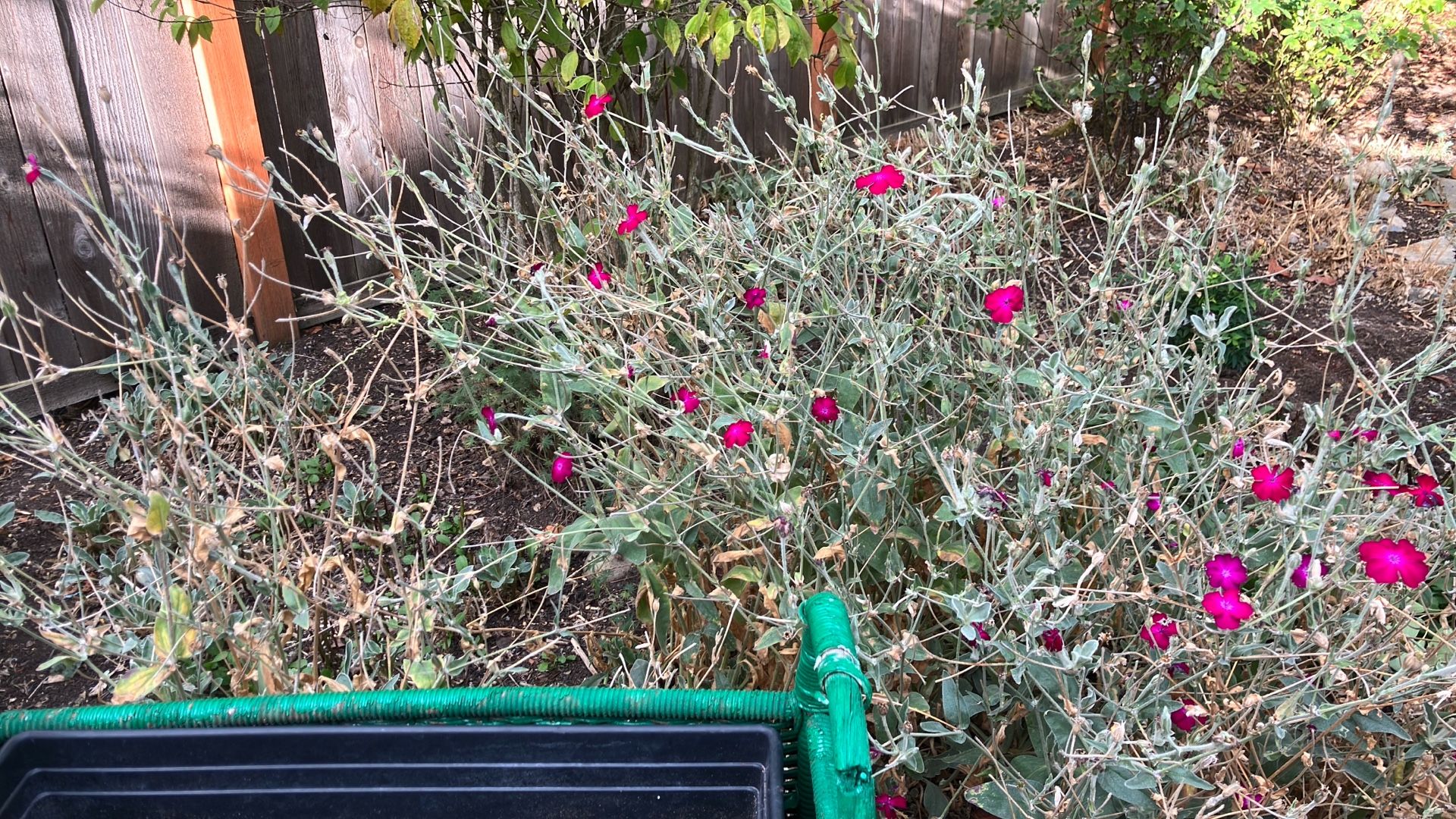 Free Perennials