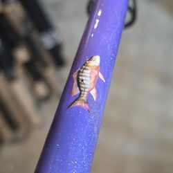 Penn Clash/Custom Rod