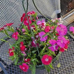Dianthus live plants in a 8 " pot