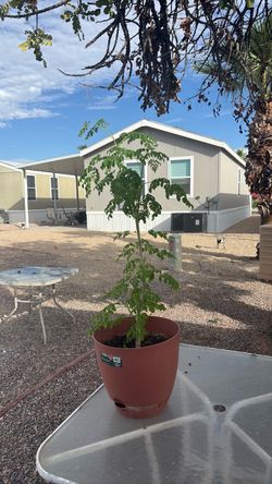 Moringa tree life plant