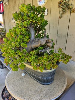 Massive Mature Jade Bonsai Tree – 30" Designer Planter (Super Thick Trunk)