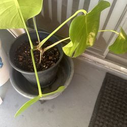 Medium Size Monstera Plant 7.00