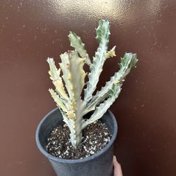 Euphorbia Lactea Variegated