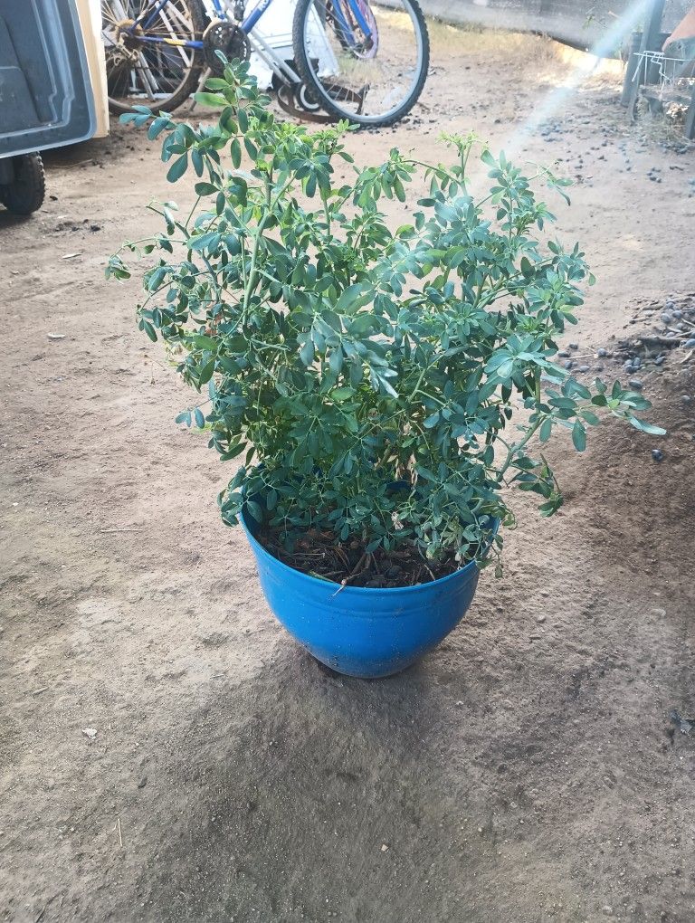 Plantas Grandes De Ruda Cada Una $18 