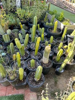 San Pedro cactus, Trichocereus