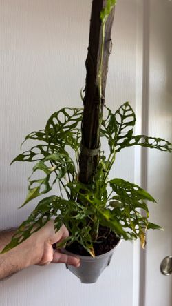 Monstera obliqua ‘peru’ OBO