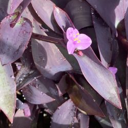 Beautiful Wandering Jew Plant Clippings – Perfect for Propagation & Green Thumbs! 