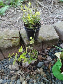 Euonymus fortunei Plant