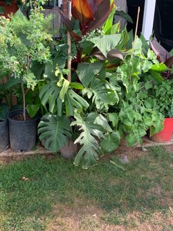 A large array of many plants available for sale