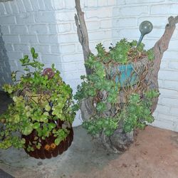 2plants And A Nice Big P Of Drift  Wood