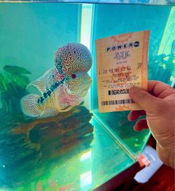 Beautiful fish tank flower horn 350