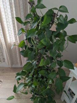 Large Pothos Indoor Climbing Plant