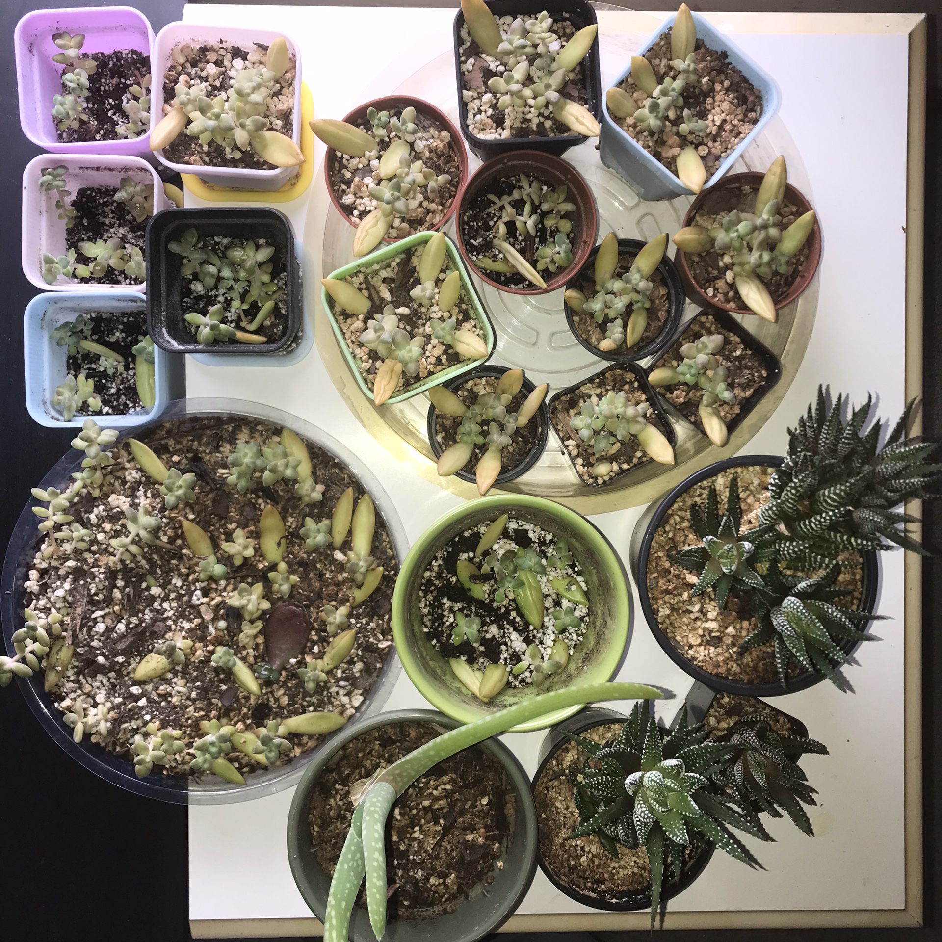 Succulents And Propagated Succulent Plants Sold Together
