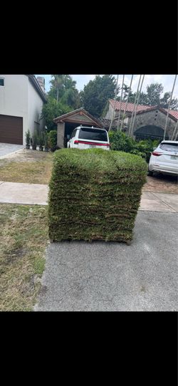 Palmetto sod