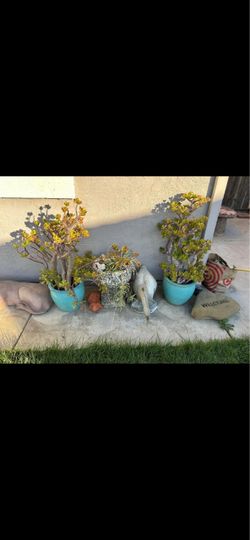 2 blue plant 25 each
