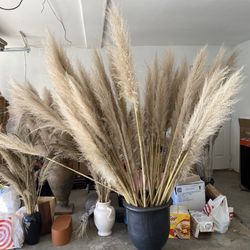 Pampas Grass 