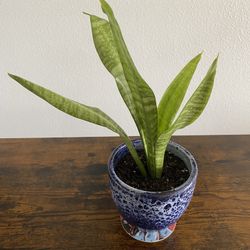 Snake Plant