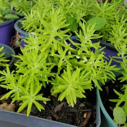 Sedum Small Pots