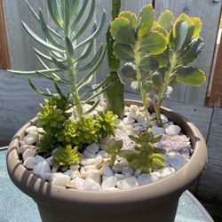Succulent Arrangement