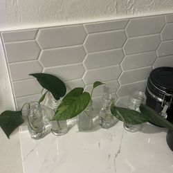 Rare 'Albo Variegata' Pothos Plant Cuttings