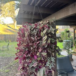 Hanging Live Plant With Planter