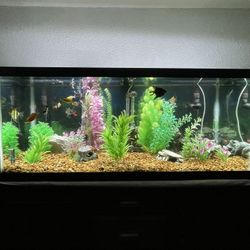 75 Gallon fish Tank With Stand, With Complete Set Up And FX6 Fluval Canister Filter
