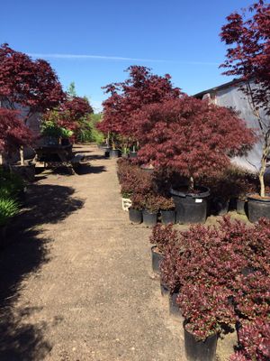 Lopez Nursery Everything 50 Off For In Vancouver Wa Lopez Nursery Everything 50 Off For In Vancouver Wa