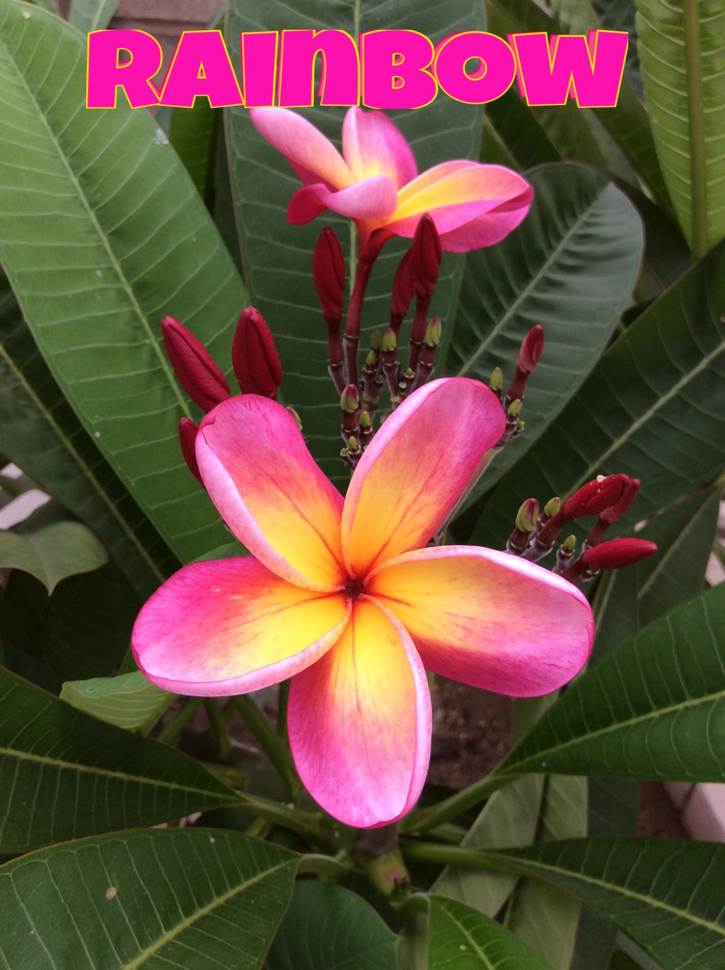 plumeriA