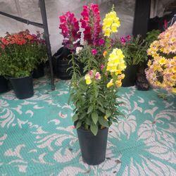 Snap dragon plants