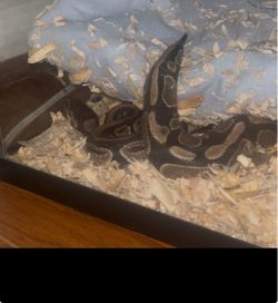 Snake