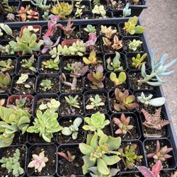 Succulents $1 Each