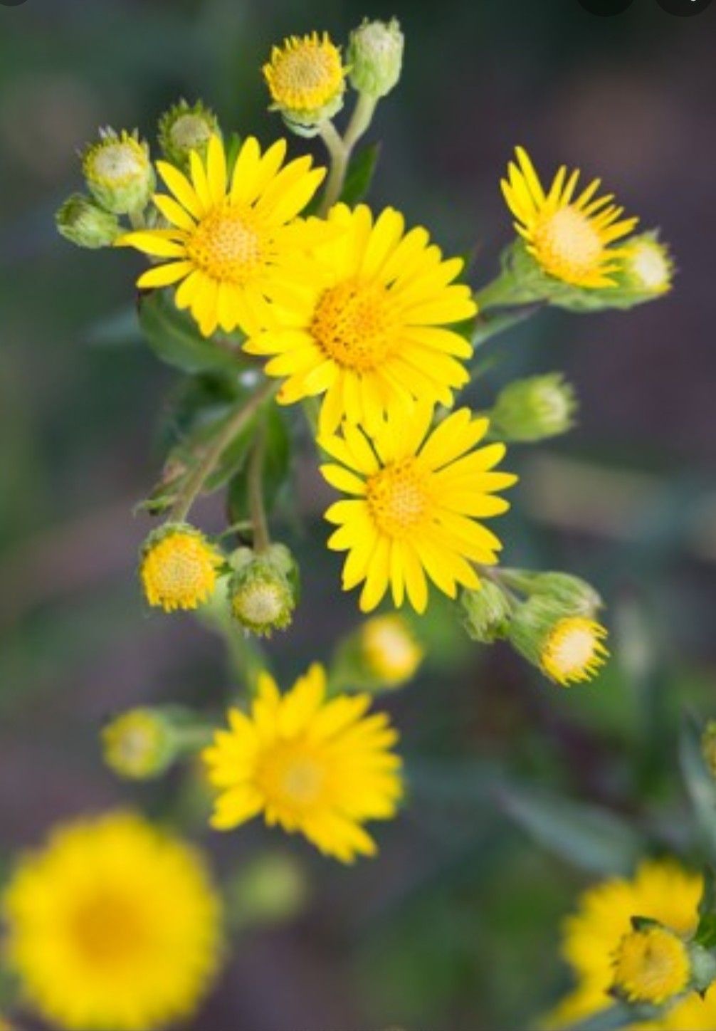 Golden aster perennial seeds