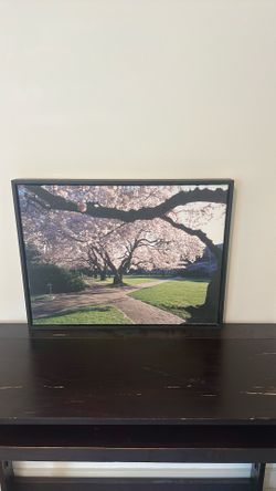 UW Cherry Blossom Canvas