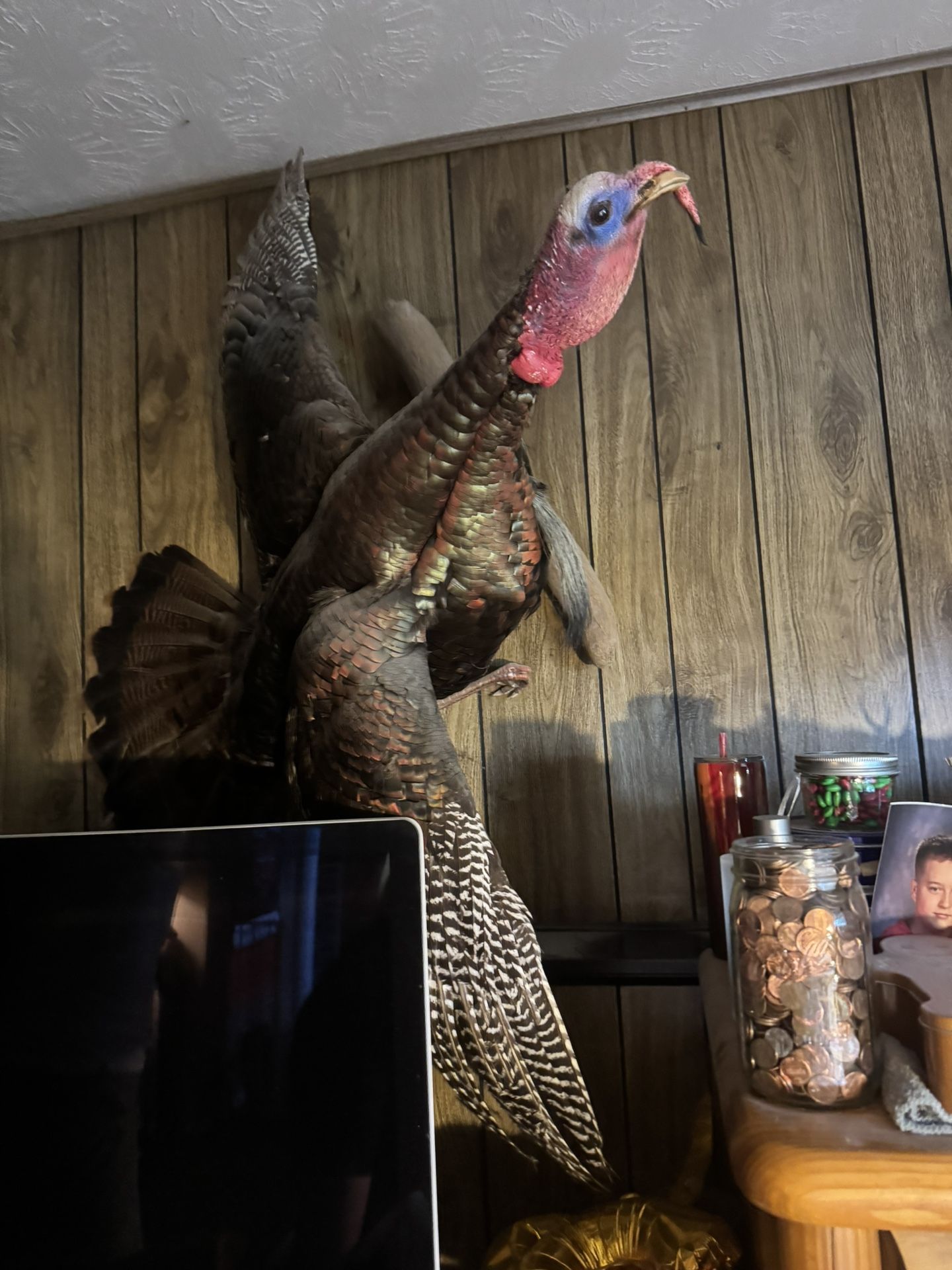 Taxidermy Names For Sale