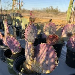 Purple Prickly Pear