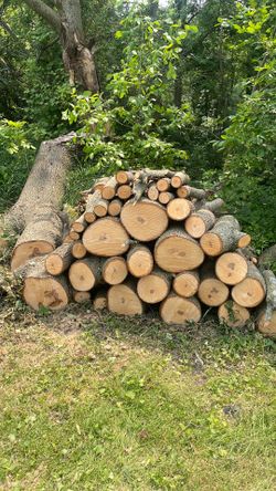 Maple logs