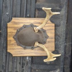 Deer Antlers 