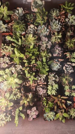 Tiny Succulents $4 Each – Help Me Run Chicago 2026