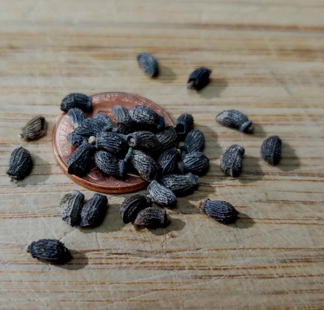Borage Seeds