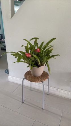 Blooming Bromeliad Plant in Pot and stand table both $10