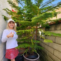 Norfolk Island Pine Tree 