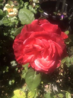 Hermosa planta de rosas