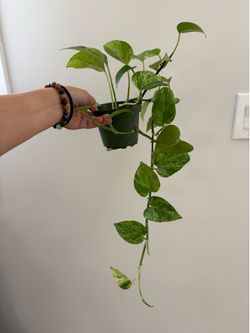 4” Inch Marble Queen Pothos Plant A