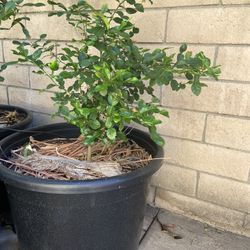 Kaffir Lime Plant