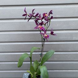 4” dergamoara orchid with ceramic pot 